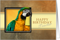 Happy Birthday Teacher, Parrot card