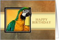 Happy Birthday, Parrot card