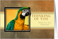 Thinking of You While You Are Deployed, Parrot card