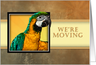 We're Moving, Parrot