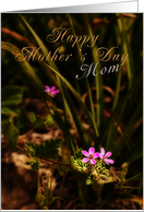 Mom Happy Mother’s Day, Pink Flowers card