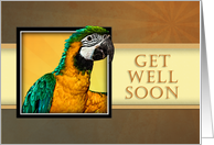 Get Well Soon, Parrot card