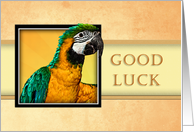Good Luck, Parrot card