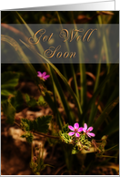 Get Well Soon, Pink Flowers card