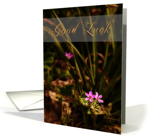 Good Luck, Pink Flowers card (627126)