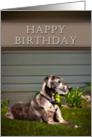 Happy Birthday, Great Dane Dog on Grass card