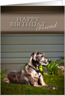 Happy Birthday Friend, Great Dane Dog on Grass card