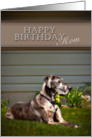 Happy Birthday Mom, Great Dane Dog on Grass card