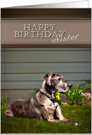 Happy Birthday Sister, Great Dane Dog on Grass card