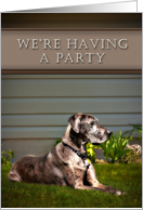 We’re Having a Party - Invitation, Great Dane Dog on Grass card