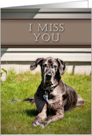 I Miss You, Great Dane Dog on Grass card