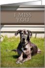 I Miss You, Great Dane Dog on Grass card