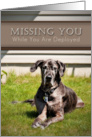 Missing You While You Are Deployed, Great Dane Dog on Grass card