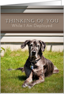 Thinking of You While I Am Deployed, Great Dane Dog on Grass card