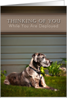 Thinking of You While You Are Deployed, Great Dane Dog on Grass card