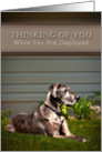 Thinking of You While You Are Deployed, Great Dane Dog on Grass card