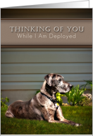 Thinking of You While I Am Deployed, Great Dane Dog on Grass card