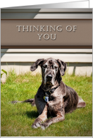 Thinking of You, Great Dane Dog on Grass card