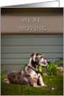 We’re Moving, Great Dane Dog on Grass card