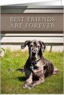 Best Friends Are Forever, Great Dane Dog on Grass card