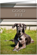 Good Bye, Great Dane Dog on Grass card
