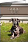 Good Job, Great Dane Dog on Grass card