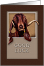 Good Luck, Goat in Window card