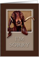 I`m Sorry, Goat in Window card