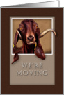 We`re Moving, Goat in Window card