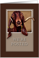 We`re Posted, Goat in Window card