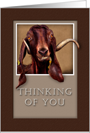 Thinking of You, Goat in Window card