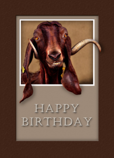 Happy Birthday, Goat...
