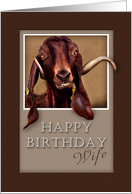 Happy Birthday Wife, Goat in Window card