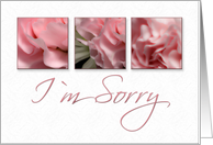 I`m Sorry, Pink Flower on White Background card