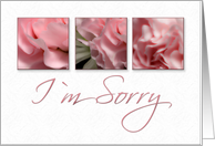 I`m Sorry, Pink...