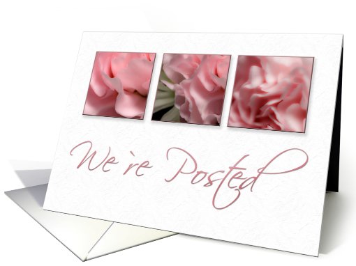 We`re Posted, Pink Flower on White Background card (634622)