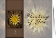 Thinking of You, Yellow Flower on Brown Background card