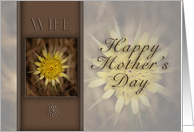 Happy Mother`s Day Wife, Yellow Flower on Brown Background card