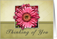 Thinking of You, Framed Pink Flower on Tan and Green Background card