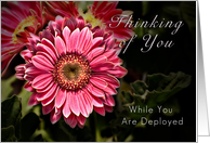 Thinking of You While You Are Deployed - Pink Flower card