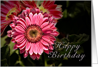 Happy Birthday, Pink Flowers card