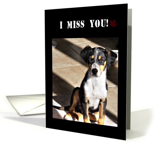 I Miss You While I Am Deployed, Dog card (638325)