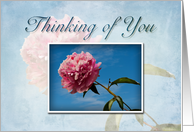 Thinking of You, Pink Flower with Blue Sky card