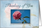 Thinking of You, Pink Flower with Blue Sky card