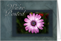 We`re Posted Pink Flower on Green and Blue Background card