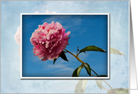 Blank Notecard Pink Flower and Blue Sky card