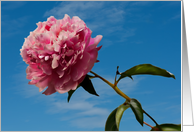 Blank Notecard Pink Flower and Blue Sky card