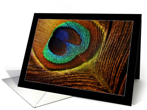 Blank Notecard, Peacock Feather card (644025)