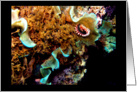 Blank Notecard, Underwater Plants card