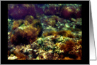 Blank Notecard, Underwater Plants card